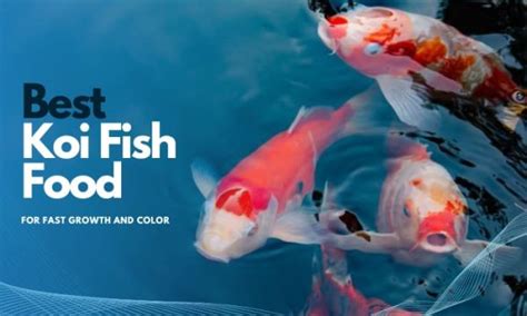 Best Koi Food for Growth and Color .
